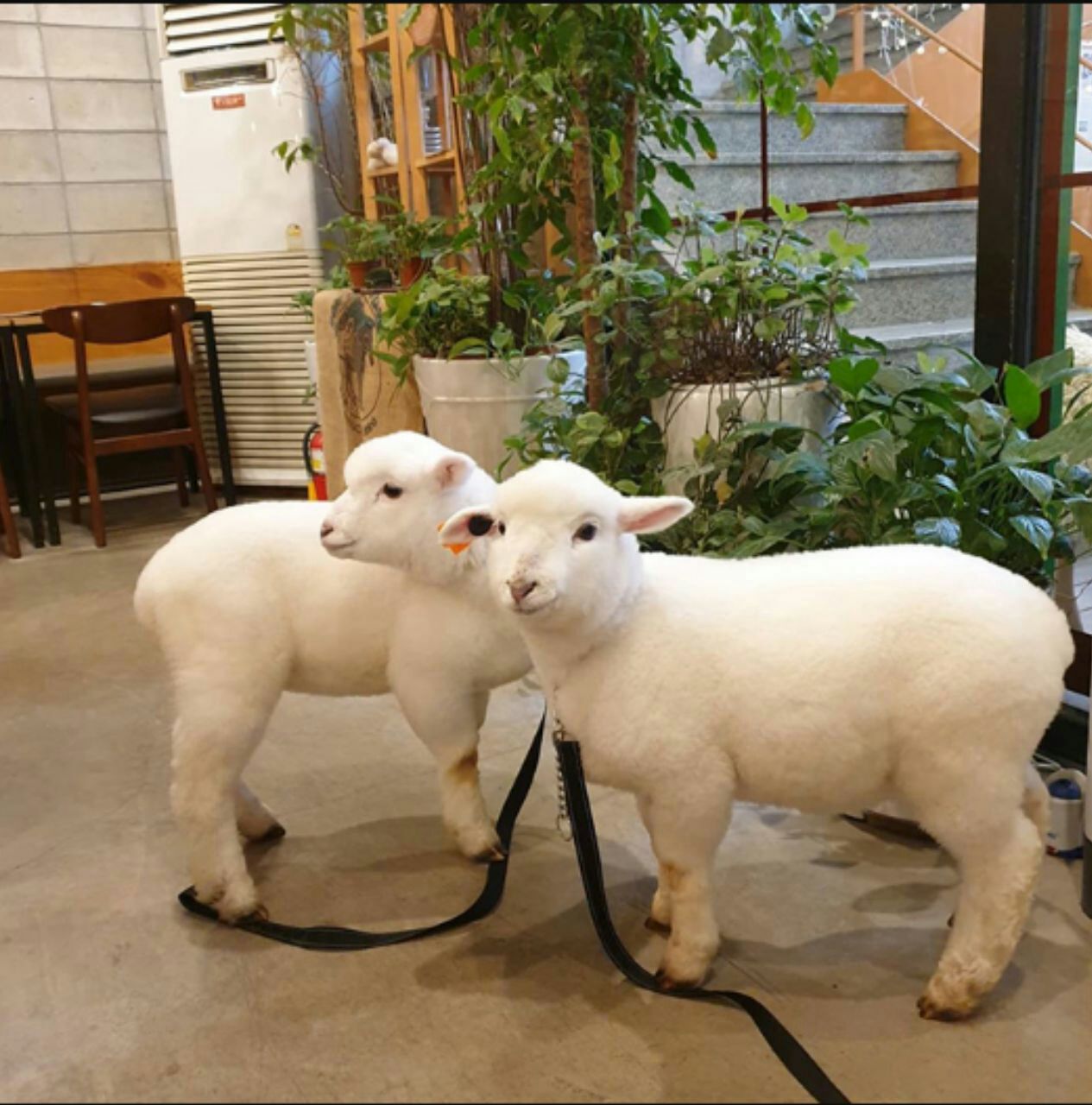 244493573 428420611967234 2918625332756923539 n 1 [Seoul]CÀ PHÊ MÈO ĐÃ QUÁ PHỔ BIẾN RỒI NHƯNG BẠN ĐÃ BAO GIỜ NGHE VỀ QUÁN CÀ PHÊ CỪU CHƯA?