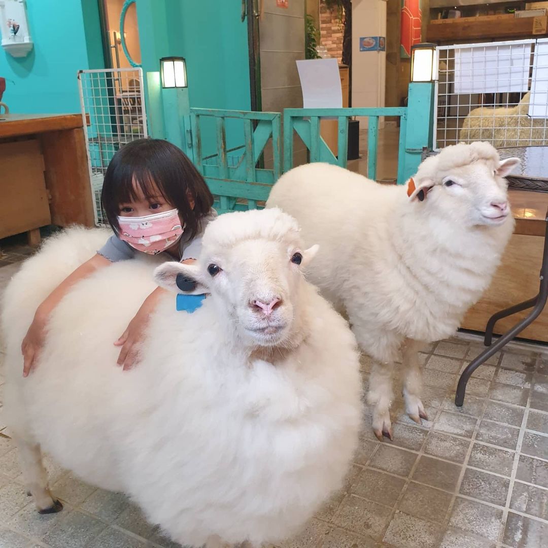 245322873 428420625300566 2153280612616922457 n 1 [Seoul]CÀ PHÊ MÈO ĐÃ QUÁ PHỔ BIẾN RỒI NHƯNG BẠN ĐÃ BAO GIỜ NGHE VỀ QUÁN CÀ PHÊ CỪU CHƯA?