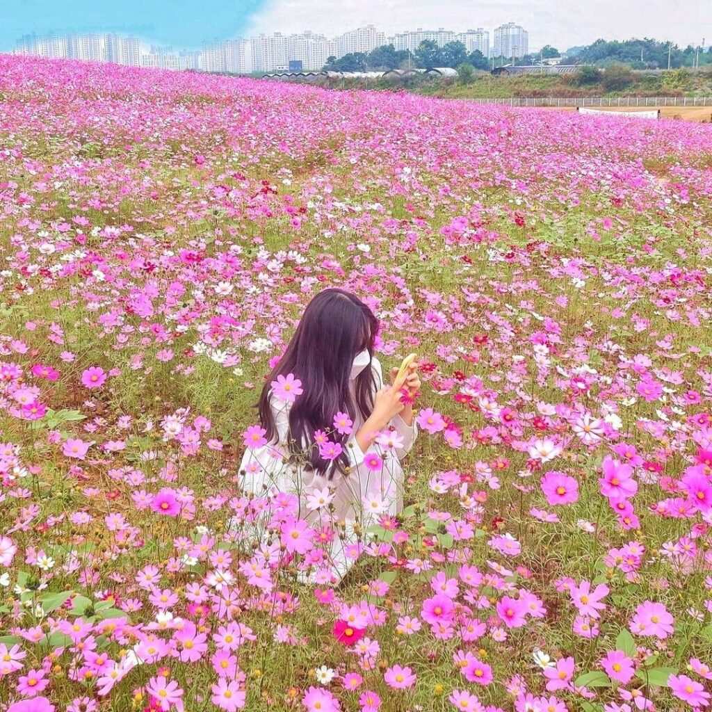 <경기도>Thảm hoa nhiều màu 7 245481424 163697962625920 7870199919064169326 n 1024x1024 1 <경기도>Thảm hoa nhiều màu