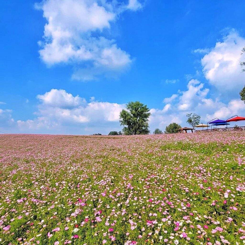 <경기도>Thảm hoa nhiều màu 11 245932712 163698392625877 3411169903999941026 n 1 1024x1024 1 <경기도>Thảm hoa nhiều màu