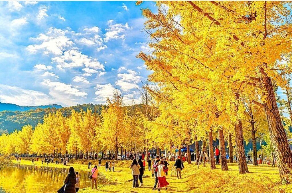 246955080 166441992351517 2758918148376269461 n 2 1024x679 1 충청북도 괴산군 Rừng lá vàng thơ mộng bên cạnh hồ nước