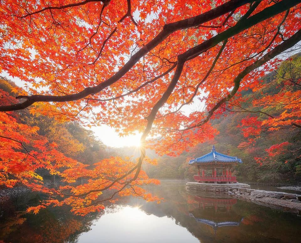 248165281 261779545887531 14922141800724020 n 1 내장산 Một trong những địa điểm đẹp nhất khi Hàn Quốc vào thu