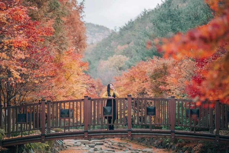 대전 Mùa thu tại Công viên Rừng Sangso-dong 상소동산림욕장 12 251379366 433689894767590 4303786963975723638 n 1 대전 Mùa thu tại Công viên Rừng Sangso-dong 상소동산림욕장