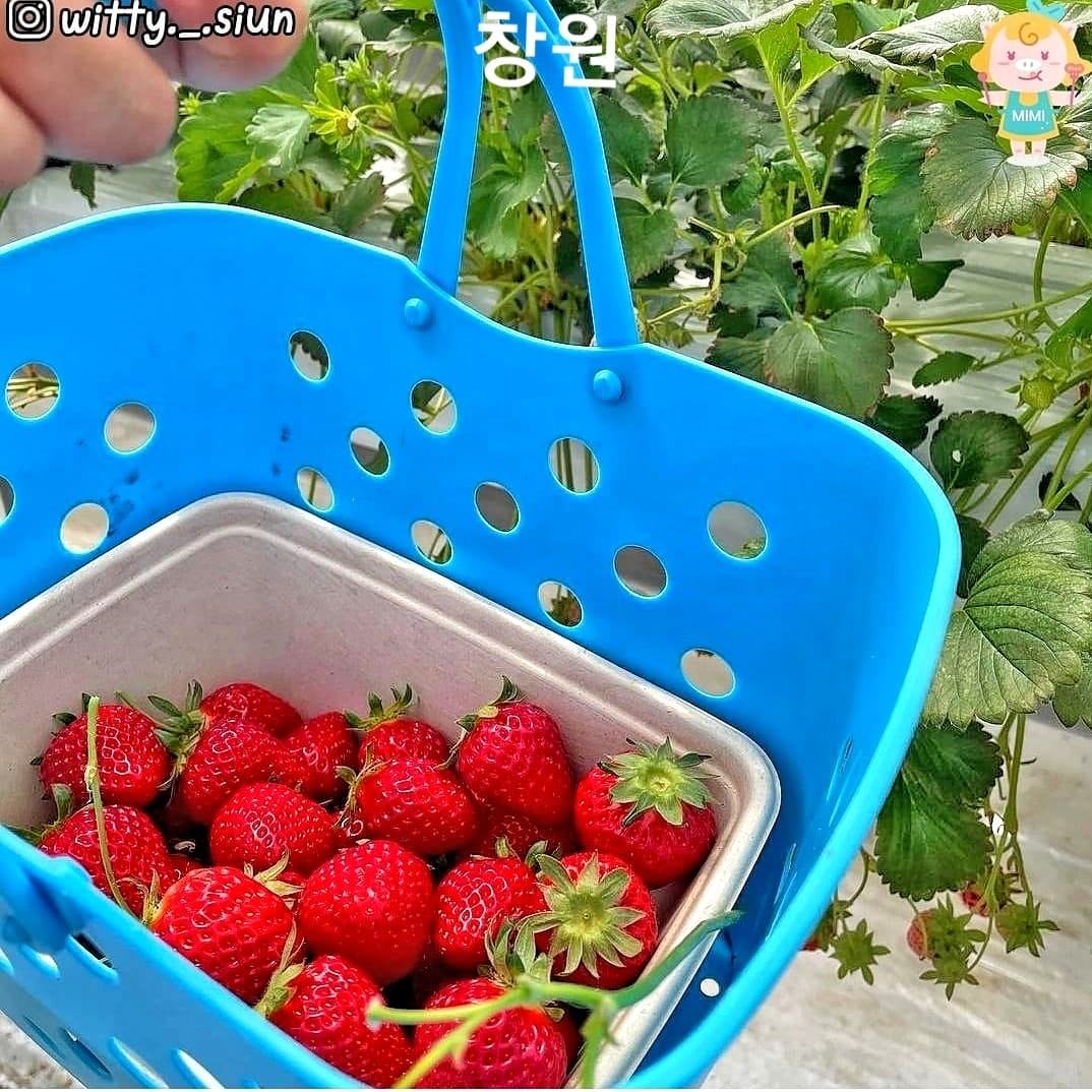 Trải nghiệm hái dâu tại vườn ở Changwon 3 271608396 219844447011271 4899644791284301387 n 1 Trải nghiệm hái dâu tại vườn ở Changwon