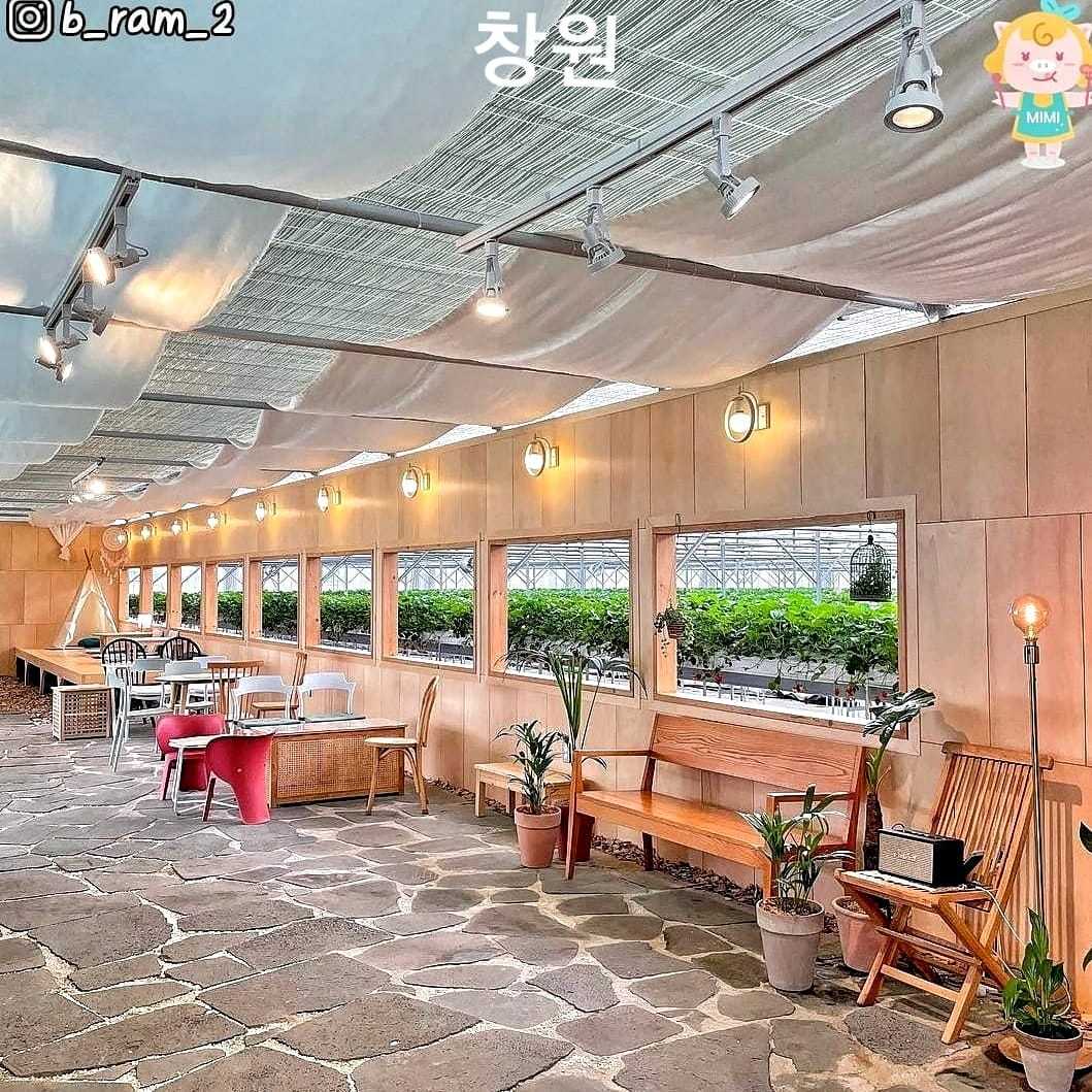 Trải nghiệm hái dâu tại vườn ở Changwon 4 271614857 219844597011256 2533808245692702947 n 1 Trải nghiệm hái dâu tại vườn ở Changwon