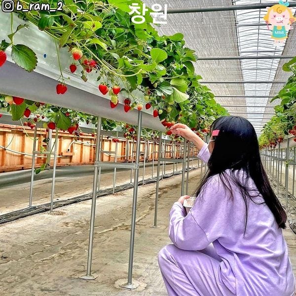 Trải nghiệm hái dâu tại vườn ở Changwon 5 271639356 219843697011346 544179726187852287 n 1 Trải nghiệm hái dâu tại vườn ở Changwon