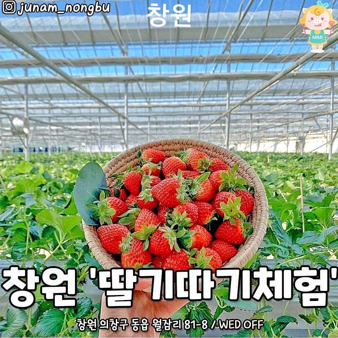 Trải nghiệm hái dâu tại vườn ở Changwon 6 271646326 219844370344612 8984358385372160738 n 1 Trải nghiệm hái dâu tại vườn ở Changwon
