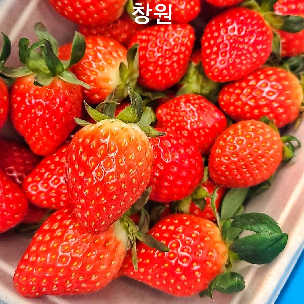 Trải nghiệm hái dâu tại vườn ở Changwon 7 271647685 219844490344600 7642818233925989110 n 1 Trải nghiệm hái dâu tại vườn ở Changwon