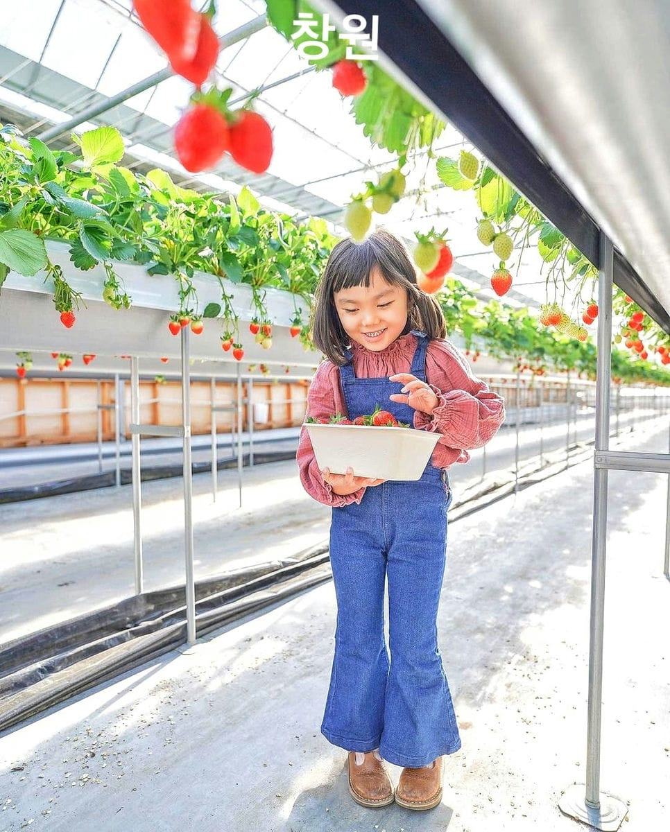 Trải nghiệm hái dâu tại vườn ở Changwon 8 271648836 219844567011259 7655681599214631297 n 1 Trải nghiệm hái dâu tại vườn ở Changwon