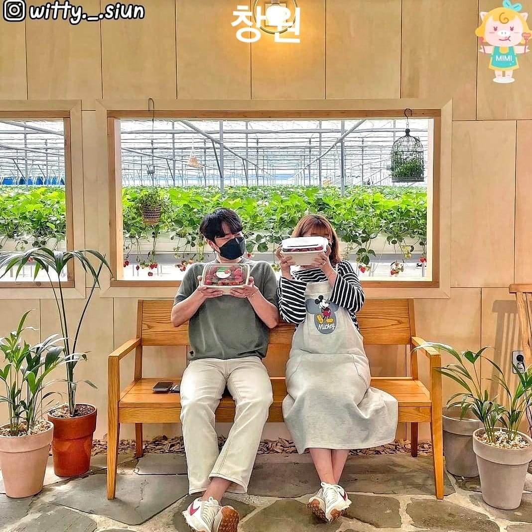 Trải nghiệm hái dâu tại vườn ở Changwon 9 271658393 219844427011273 294496898185618412 n 1 Trải nghiệm hái dâu tại vườn ở Changwon