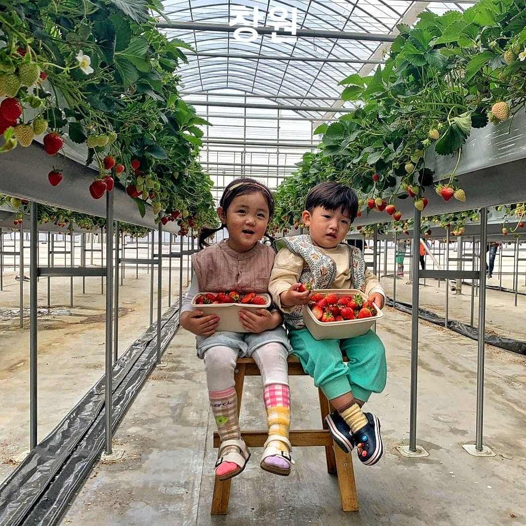 Trải nghiệm hái dâu tại vườn ở Changwon 11 271663140 219844463677936 1047987177306825206 n 1 Trải nghiệm hái dâu tại vườn ở Changwon