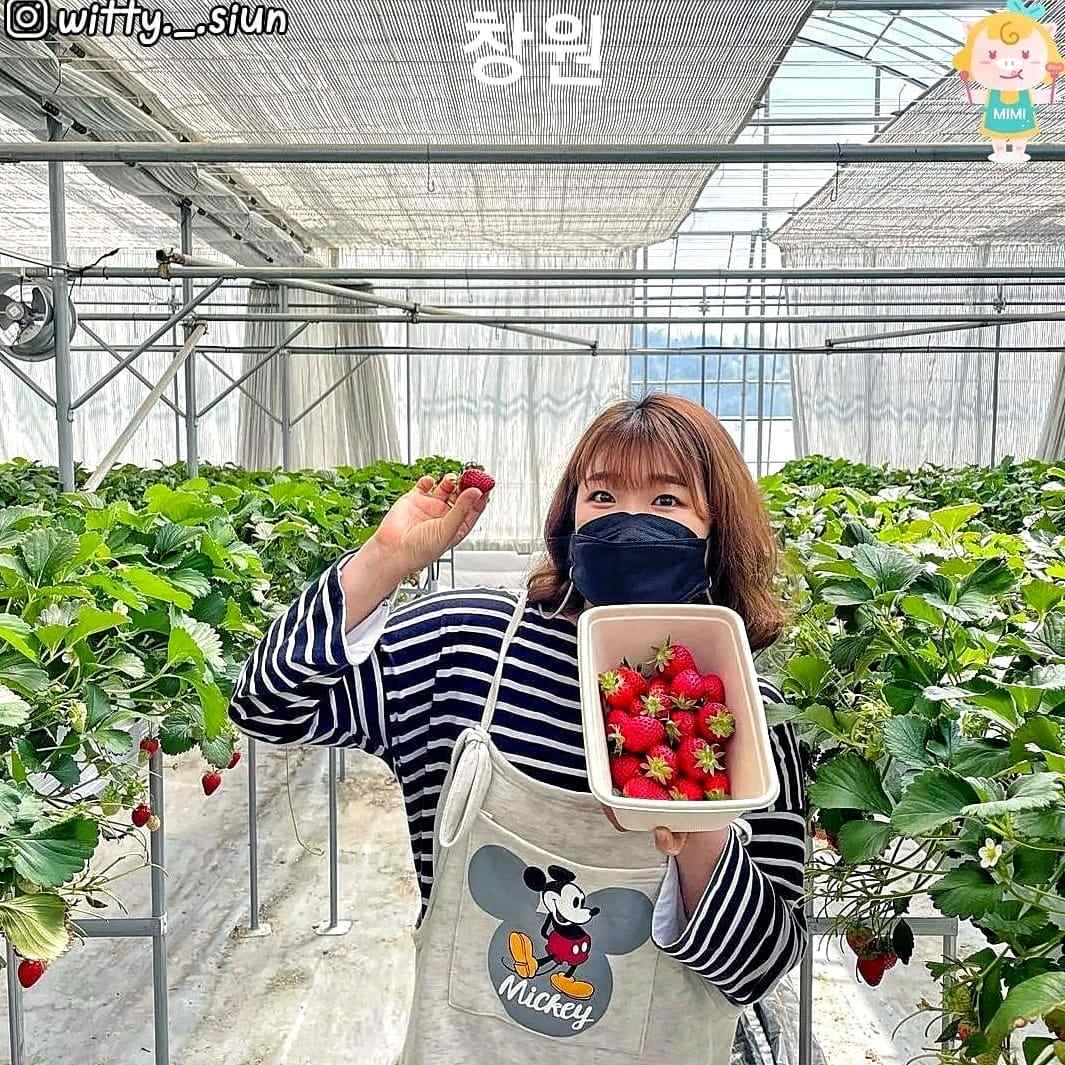Trải nghiệm hái dâu tại vườn ở Changwon 12 271665223 219843750344674 7708346115630126245 n 1 Trải nghiệm hái dâu tại vườn ở Changwon