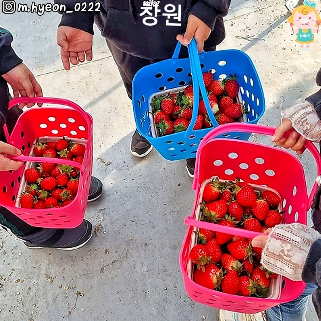 Trải nghiệm hái dâu tại vườn ở Changwon 13 271666489 219844333677949 2639281806088398945 n 1 Trải nghiệm hái dâu tại vườn ở Changwon