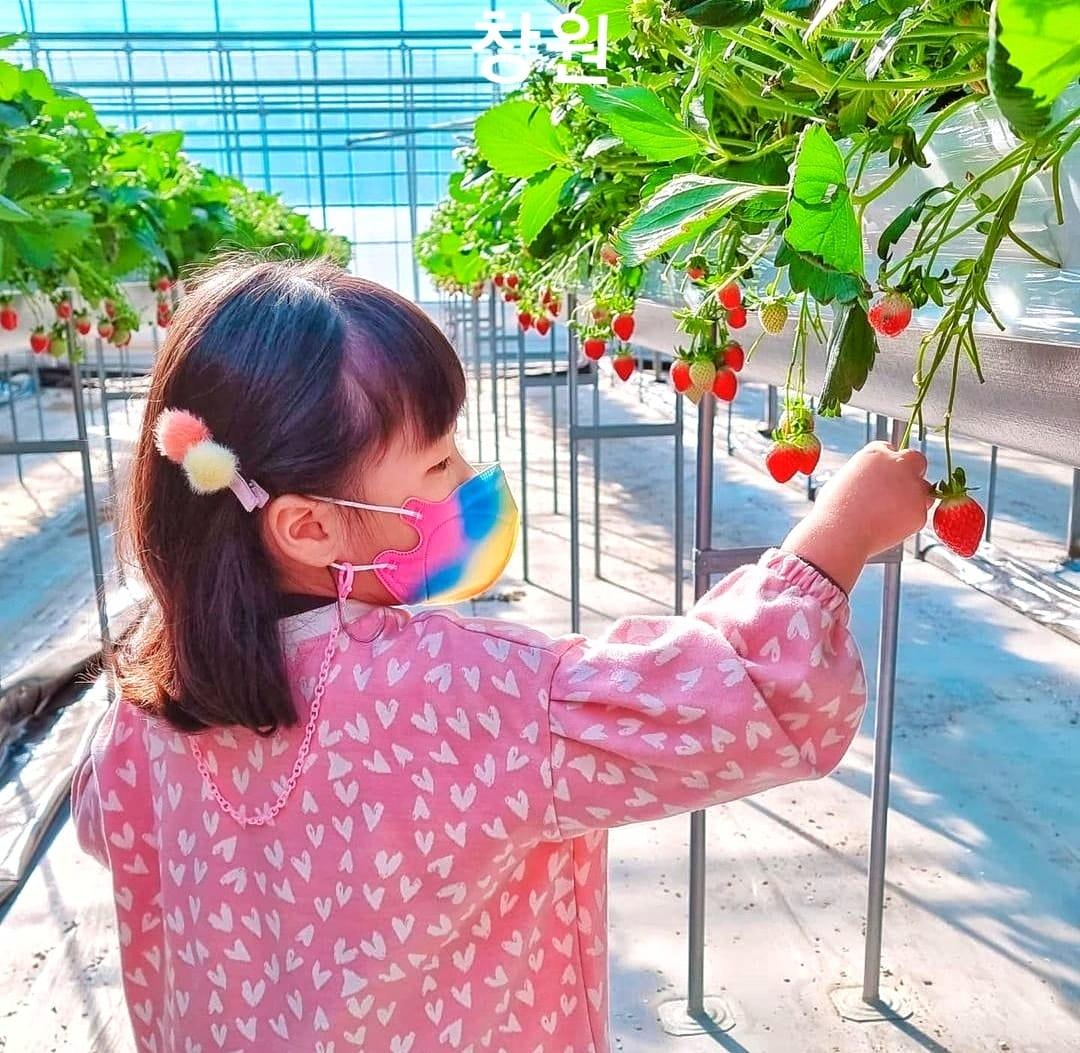 Trải nghiệm hái dâu tại vườn ở Changwon 14 271679303 219844537011262 8685620144174954197 n 1 Trải nghiệm hái dâu tại vườn ở Changwon