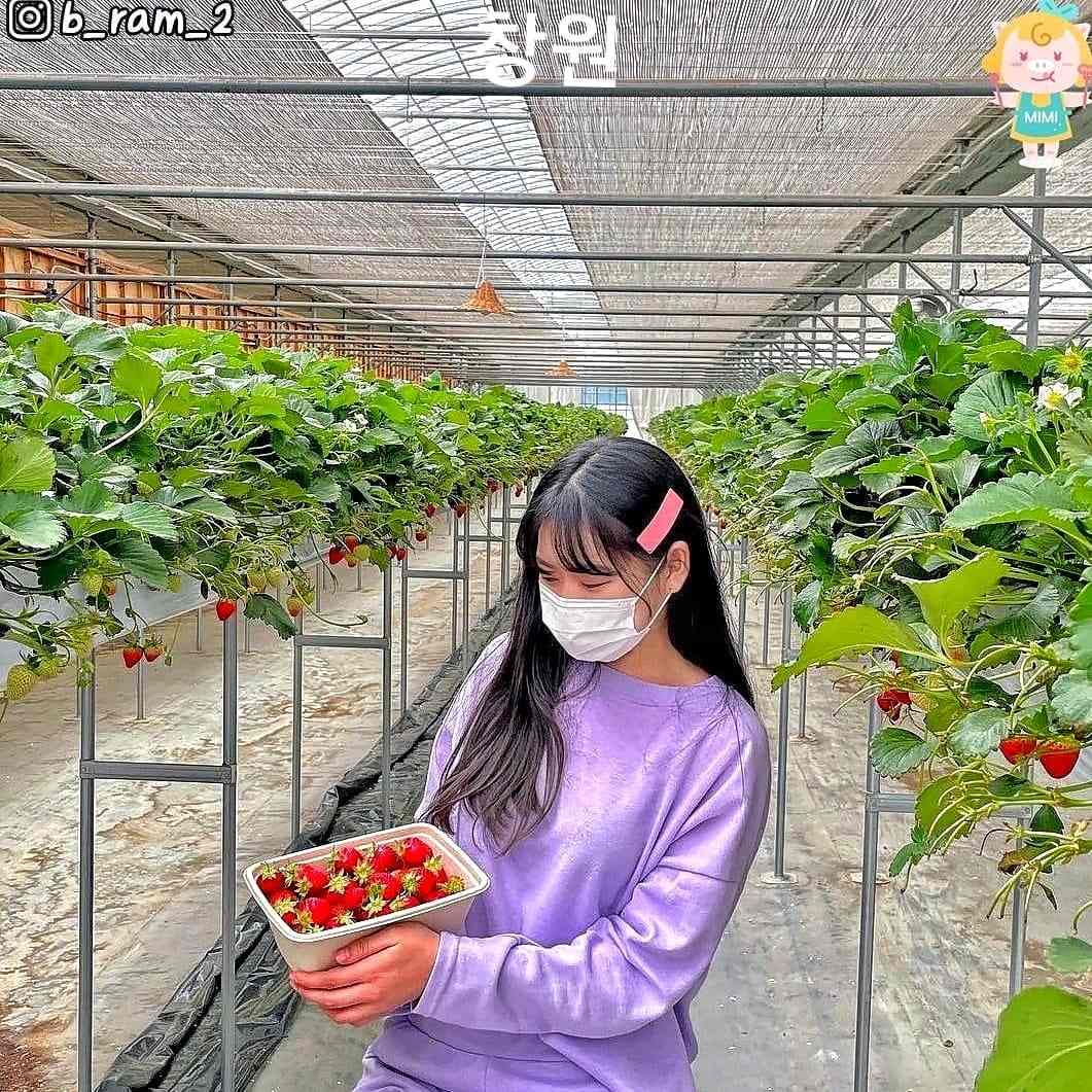 Trải nghiệm hái dâu tại vườn ở Changwon 15 271712214 219844387011277 243098421189305196 n 1 Trải nghiệm hái dâu tại vườn ở Changwon