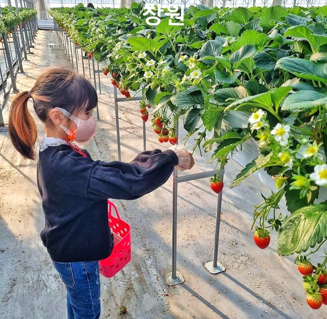 Trải nghiệm hái dâu tại vườn ở Changwon 16 271714463 219844510344598 4690611268837194201 n 1 Trải nghiệm hái dâu tại vườn ở Changwon