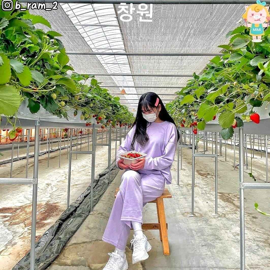 Trải nghiệm hái dâu tại vườn ở Changwon 17 271716930 219843793678003 724042094871506970 n 1 Trải nghiệm hái dâu tại vườn ở Changwon
