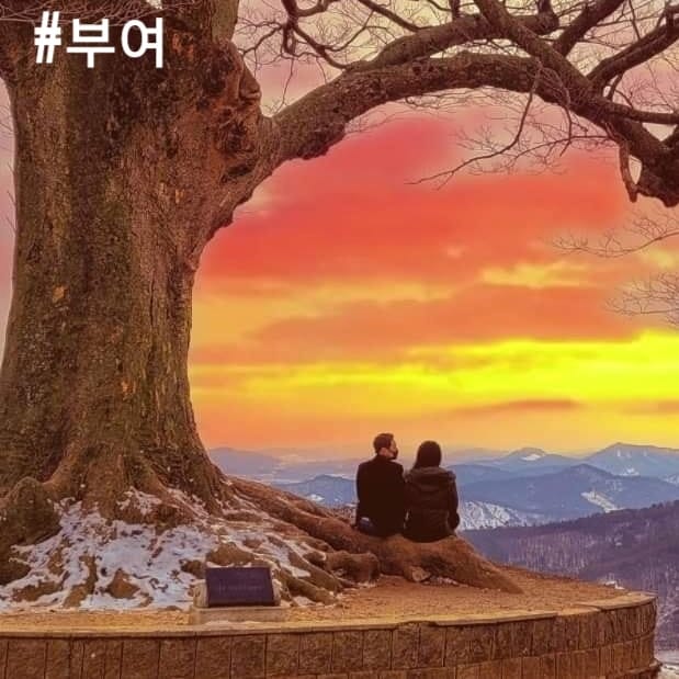 272676580 236299005365815 406921544383436943 n 1 Cây tình yêu 사랑나무 địa điểm checkin nổi tiếng