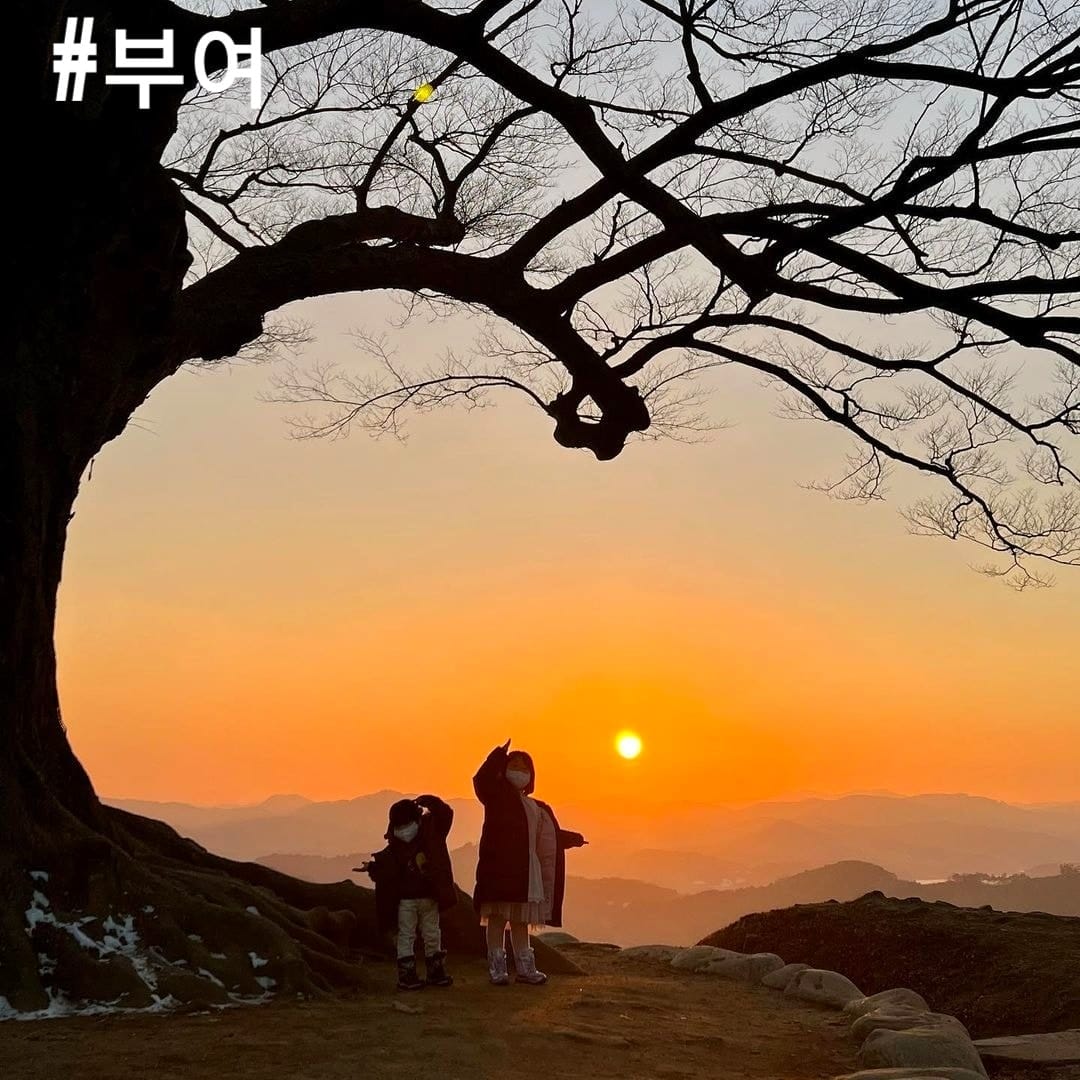 273213279 236300372032345 3661809377742279160 n 1 Cây tình yêu 사랑나무 địa điểm checkin nổi tiếng