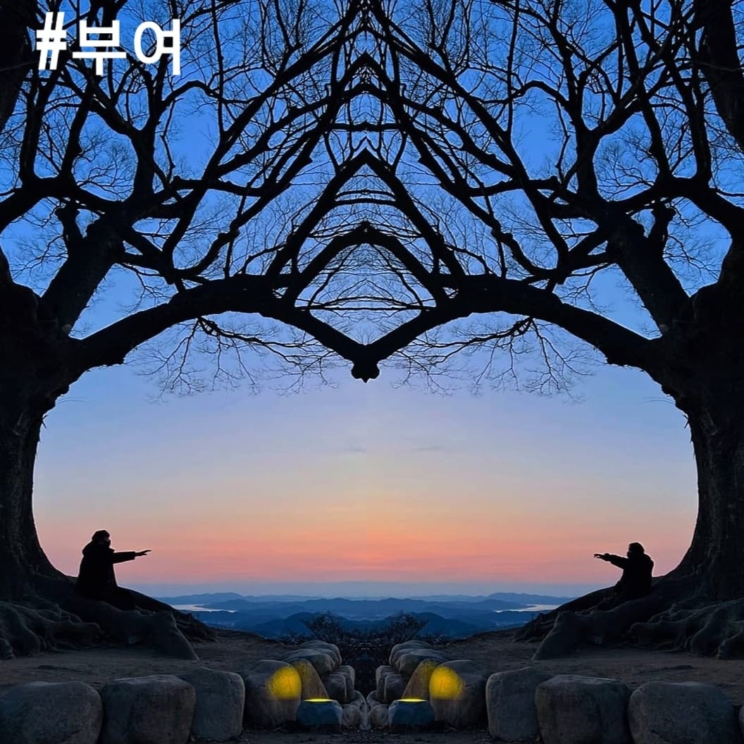 273216132 236300565365659 7309449042160846870 n 1 Cây tình yêu 사랑나무 địa điểm checkin nổi tiếng