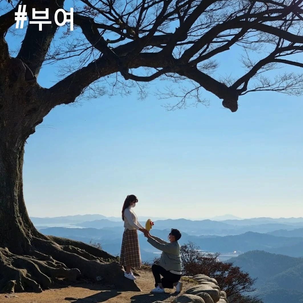 273376939 236300395365676 4242523334278720351 n 1 Cây tình yêu 사랑나무 địa điểm checkin nổi tiếng