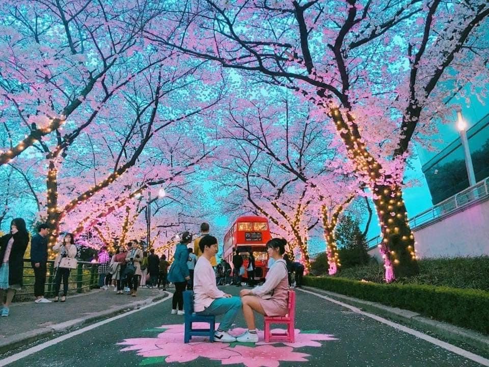 273649119 322351503163668 7505754565650364560 n 1 Hoa anh đào ở công viên giải trí Eworld (Daegu)