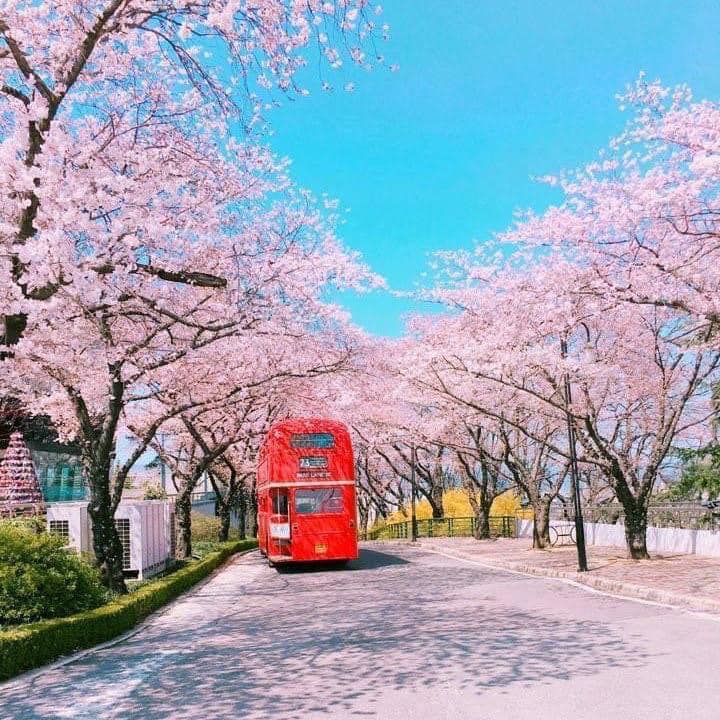 273689588 322351549830330 6964628603005474619 n 1 Hoa anh đào ở công viên giải trí Eworld (Daegu)