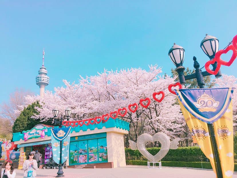 273704742 322350949830390 7447188055602618018 n 1 Hoa anh đào ở công viên giải trí Eworld (Daegu)