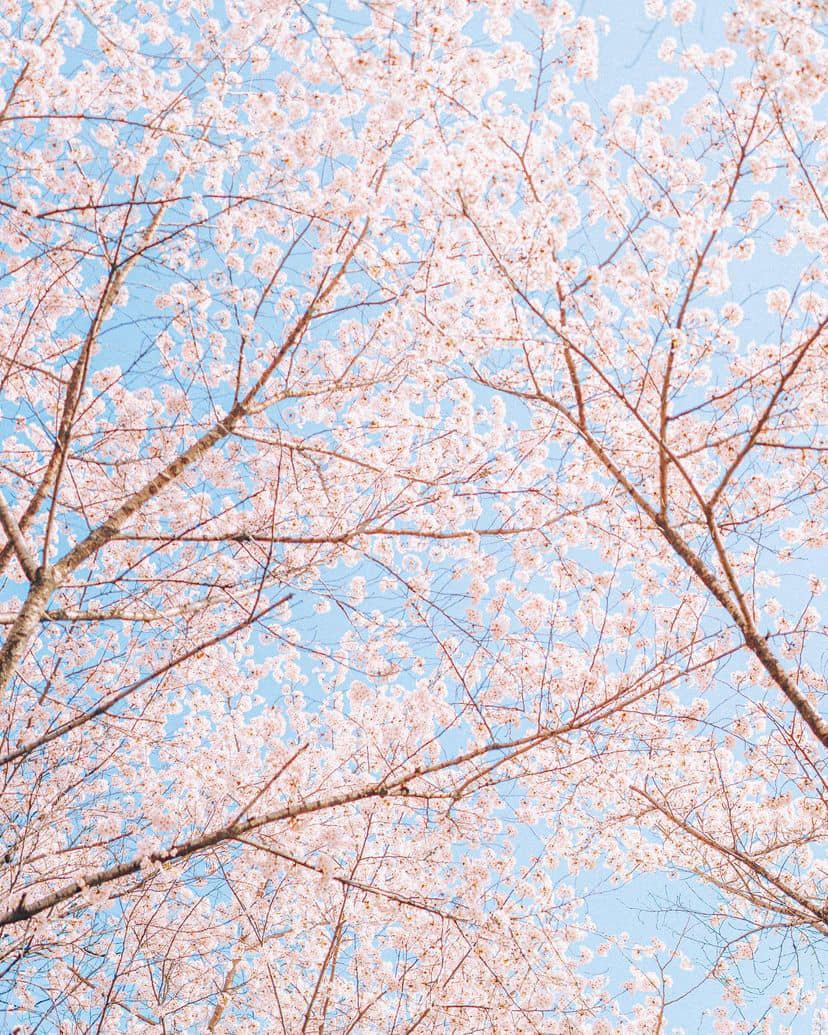 Lễ hội hoa anh đào Hồ Seokchon (석촌호수) 8 275054989 335566225175529 1659934839441141462 n 1 Lễ hội hoa anh đào Hồ Seokchon (석촌호수)