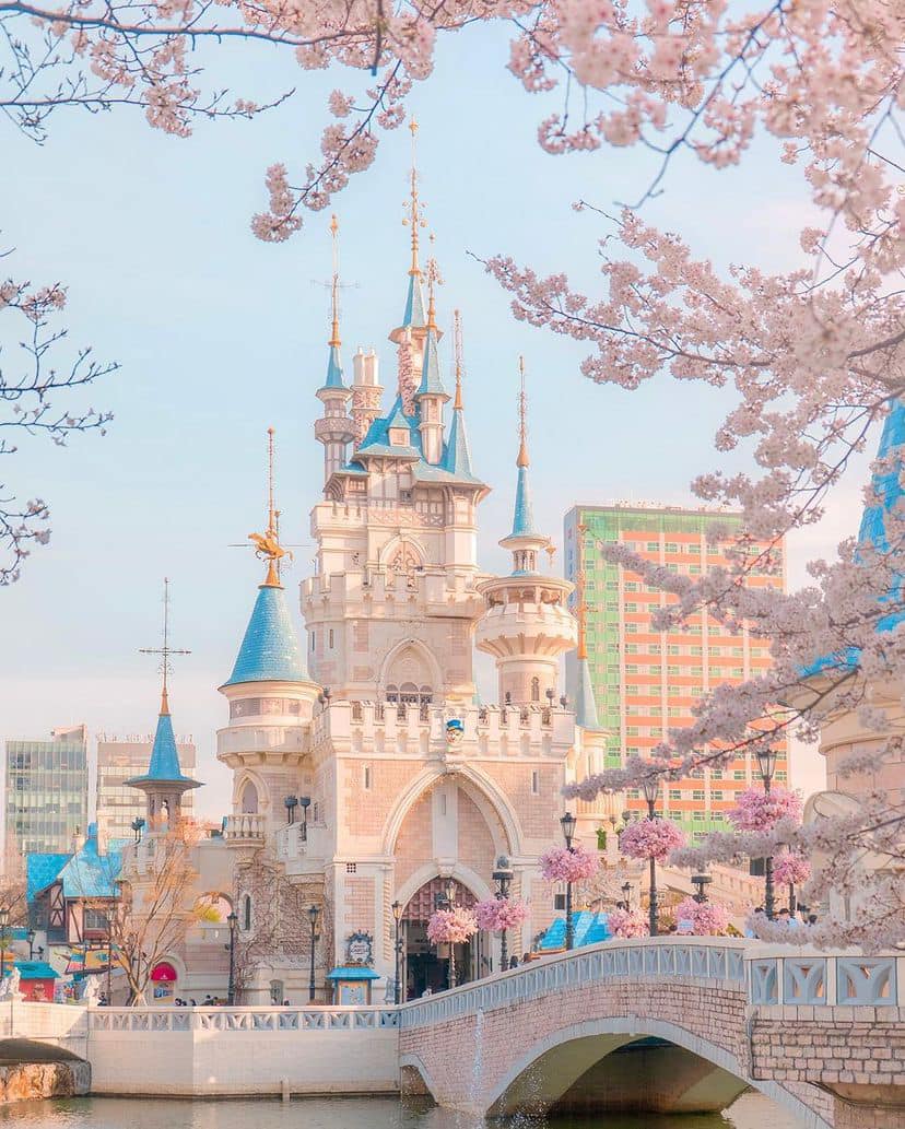 Lễ hội hoa anh đào Hồ Seokchon (석촌호수) 10 275068337 335566061842212 1469434226181711861 n 1 Lễ hội hoa anh đào Hồ Seokchon (석촌호수)