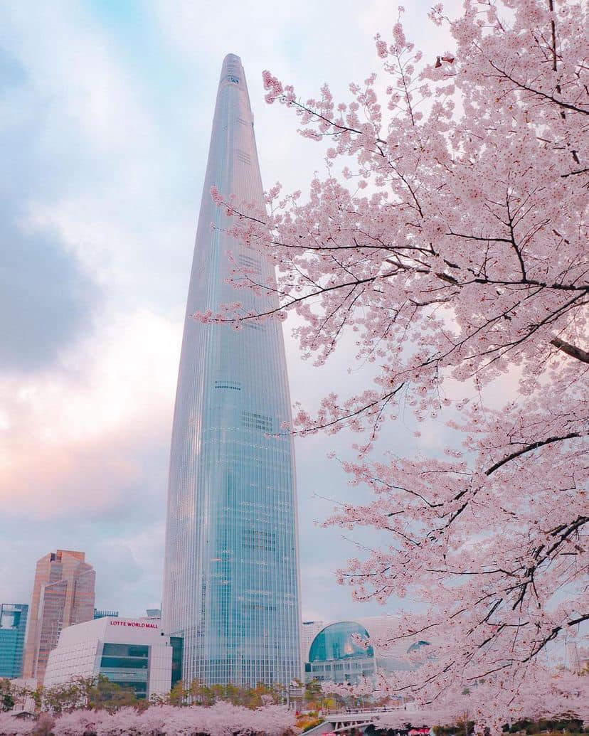 Lễ hội hoa anh đào Hồ Seokchon (석촌호수) 13 275092476 335566158508869 8280729711867608033 n 1 Lễ hội hoa anh đào Hồ Seokchon (석촌호수)