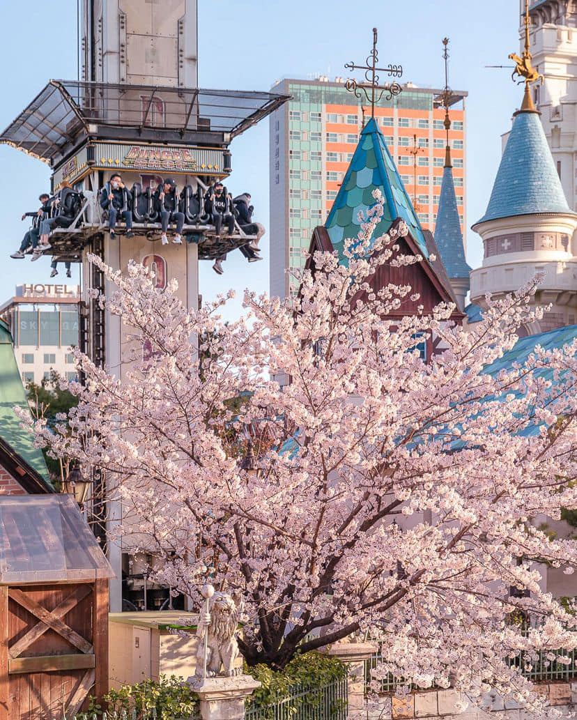 Lễ hội hoa anh đào Hồ Seokchon (석촌호수) 14 275113953 335566271842191 7851201633209530021 n 1 Lễ hội hoa anh đào Hồ Seokchon (석촌호수)