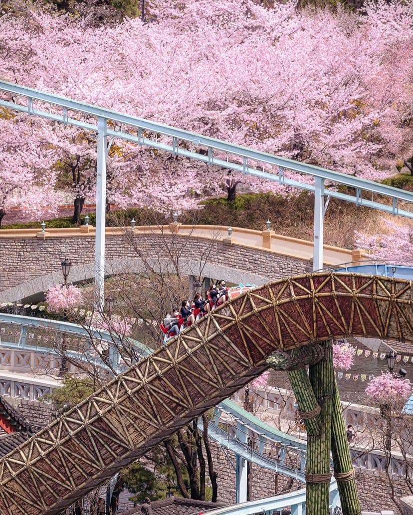 Lễ hội hoa anh đào Hồ Seokchon (석촌호수) 16 275122262 335566071842211 7187068407187070315 n 1 Lễ hội hoa anh đào Hồ Seokchon (석촌호수)