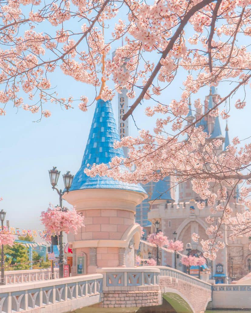 Lễ hội hoa anh đào Hồ Seokchon (석촌호수) 17 275126467 335566215175530 8002858049180260527 n 1 Lễ hội hoa anh đào Hồ Seokchon (석촌호수)