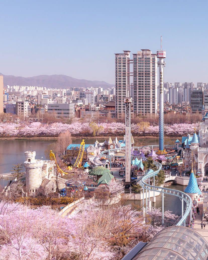 Lễ hội hoa anh đào Hồ Seokchon (석촌호수) 18 275152019 335566038508881 9166666649702199604 n 1 Lễ hội hoa anh đào Hồ Seokchon (석촌호수)