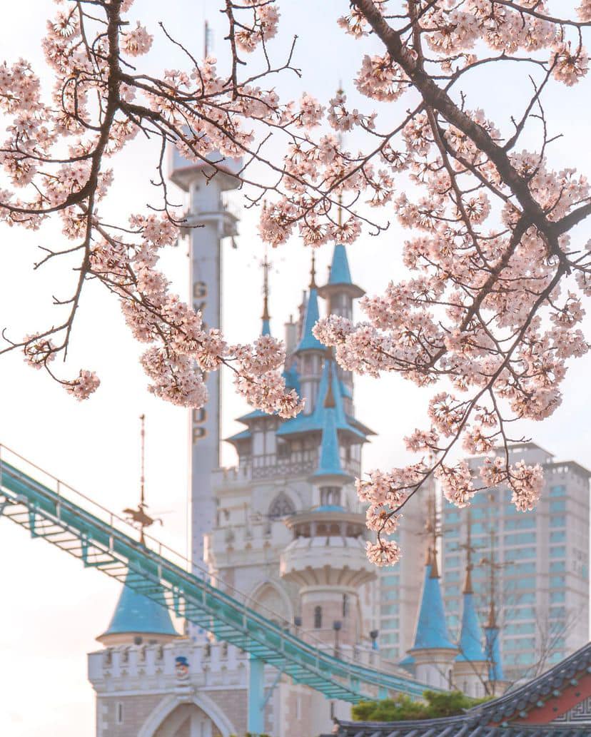 Lễ hội hoa anh đào Hồ Seokchon (석촌호수) 20 275176101 335566278508857 521849008209239017 n 1 Lễ hội hoa anh đào Hồ Seokchon (석촌호수)