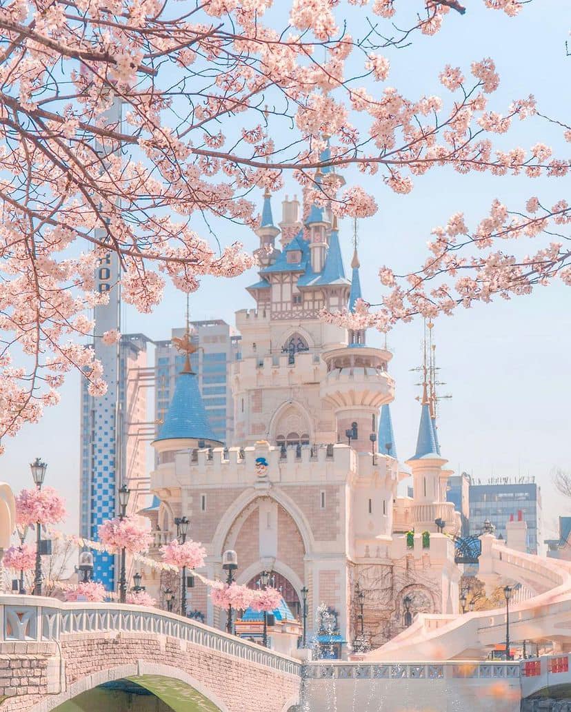 Lễ hội hoa anh đào Hồ Seokchon (석촌호수) 21 275184029 335564238509061 7613947923691874236 n 1 Lễ hội hoa anh đào Hồ Seokchon (석촌호수)