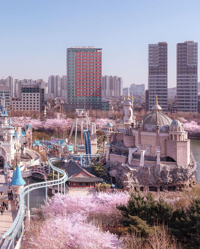 Lễ hội hoa anh đào Hồ Seokchon (석촌호수) 22 275204901 335566045175547 5570790140313824710 n 1 Lễ hội hoa anh đào Hồ Seokchon (석촌호수)
