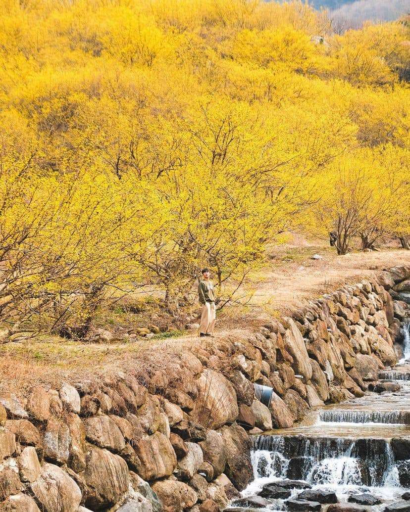 Mùa xuân, mùa hoa Sơn thù du (산수유) đã đến rồi! 6 275216549 336047385127413 5193281231377447354 n 1 Mùa xuân, mùa hoa Sơn thù du (산수유) đã đến rồi!