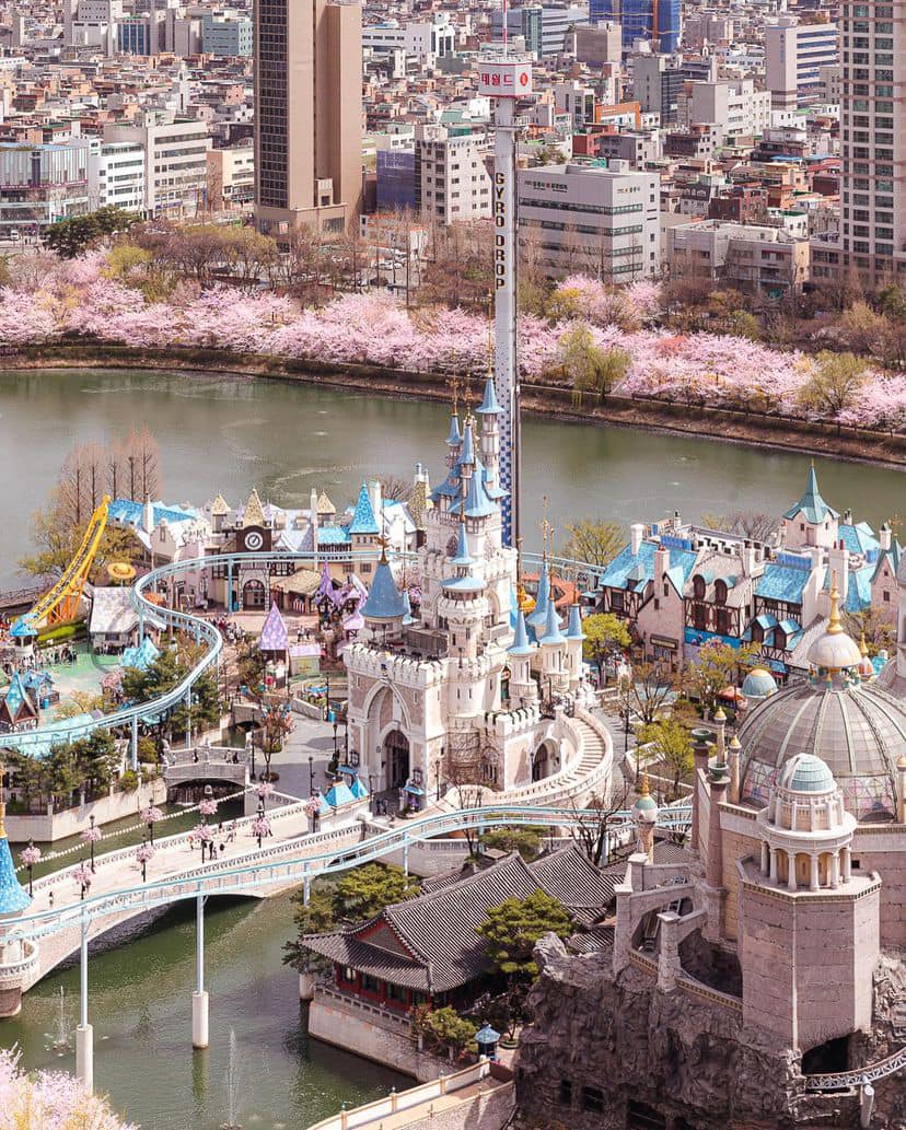 Lễ hội hoa anh đào Hồ Seokchon (석촌호수) 24 275222720 335564245175727 8491613744967872509 n 1 Lễ hội hoa anh đào Hồ Seokchon (석촌호수)