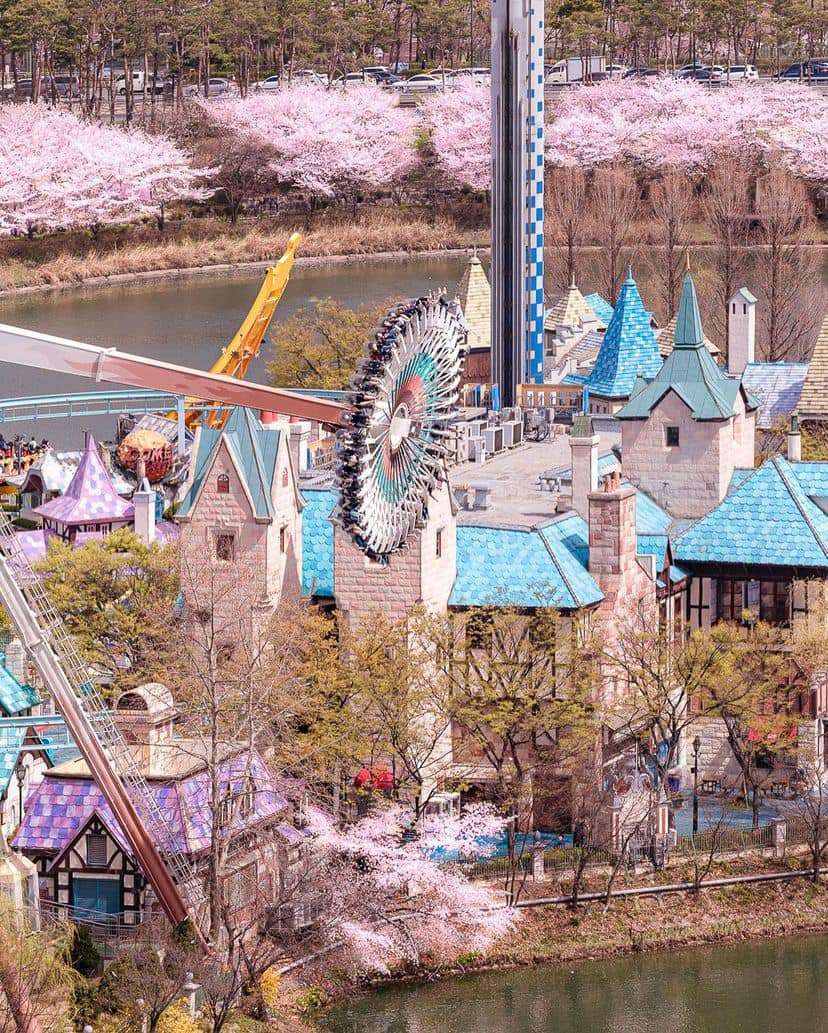 Lễ hội hoa anh đào Hồ Seokchon (석촌호수) 25 275223927 335566298508855 3182581245767027792 n 1 Lễ hội hoa anh đào Hồ Seokchon (석촌호수)