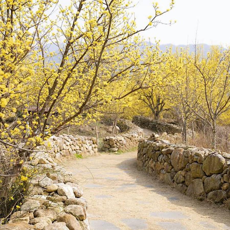 Mùa xuân, mùa hoa Sơn thù du (산수유) đã đến rồi! 7 275231371 336046685127483 5177828200377967171 n 1 Mùa xuân, mùa hoa Sơn thù du (산수유) đã đến rồi!