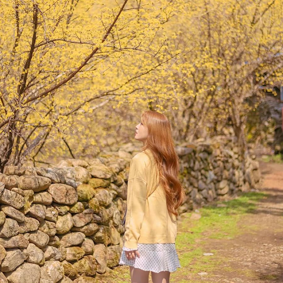Mùa xuân, mùa hoa Sơn thù du (산수유) đã đến rồi! 8 275235992 336046818460803 3459863752485867133 n 1 1 Mùa xuân, mùa hoa Sơn thù du (산수유) đã đến rồi!