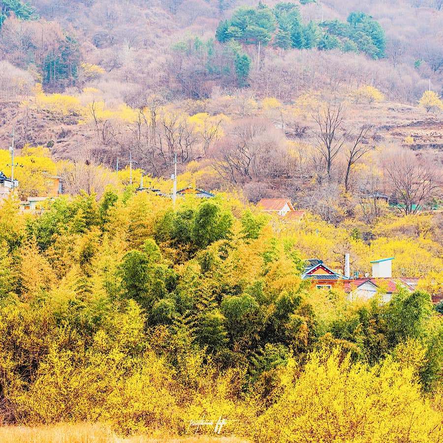 Mùa xuân, mùa hoa Sơn thù du (산수유) đã đến rồi! 10 275250015 336046551794163 6516826260463204448 n 1 Mùa xuân, mùa hoa Sơn thù du (산수유) đã đến rồi!