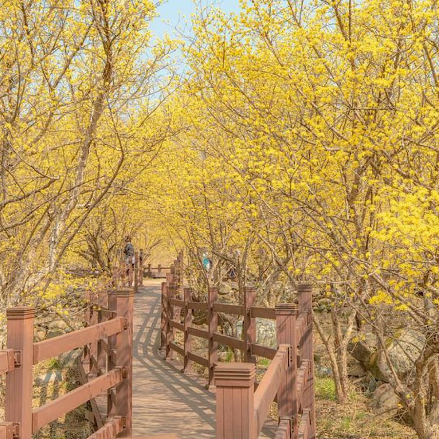 Mùa xuân, mùa hoa Sơn thù du (산수유) đã đến rồi! 12 275307698 336046801794138 7302345110205891668 n 1 Mùa xuân, mùa hoa Sơn thù du (산수유) đã đến rồi!