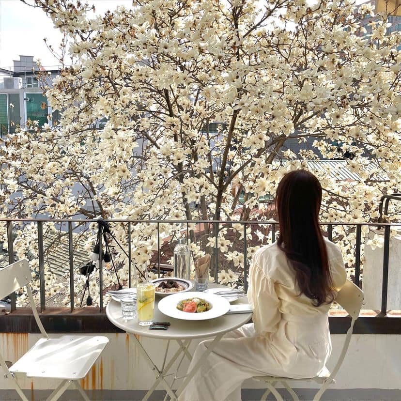 275309939 336496698415815 1196999783329768805 n 1 Ngắm hoa mộc lan ở Nhà hàng "Whole Grain" Daegu
