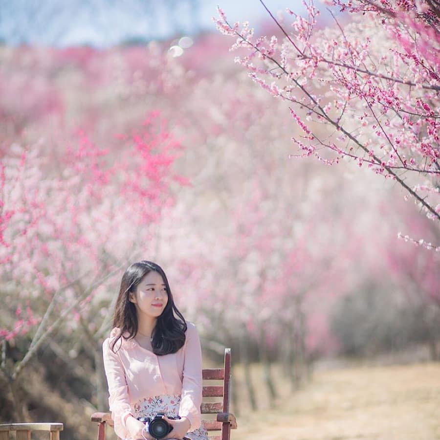 275425126 337344051664413 5184541508885994810 n 1 Rừng hoa mơ Nae-dong ở Jinju