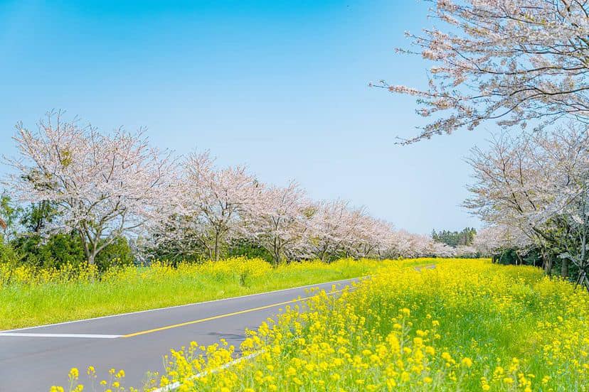 275436586 338354161563402 625049961157832010 n 1 Con đường Noksan-ro đẹp nhất Jeju vào mùa hoa anh đào