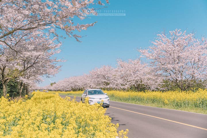 275476571 338353888230096 1633144634696445876 n 1 Con đường Noksan-ro đẹp nhất Jeju vào mùa hoa anh đào
