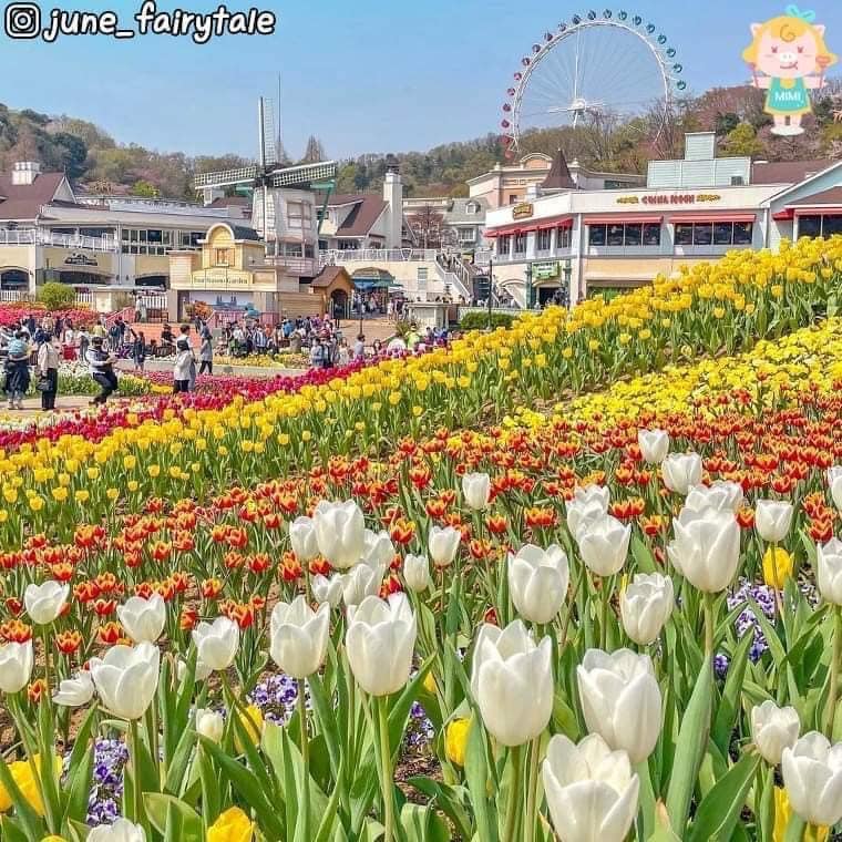 275567743 339036818161803 6667016295698272788 n 1 Lễ hội hoa tulip ở công viên Everland 에버랜드 튤립축제🌷